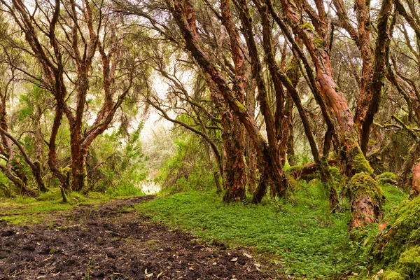 Лес с деревьями в природе и зеленой древесины — стоковое фото