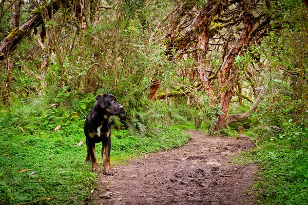 Hond op wandeling in het bos — Stockfoto