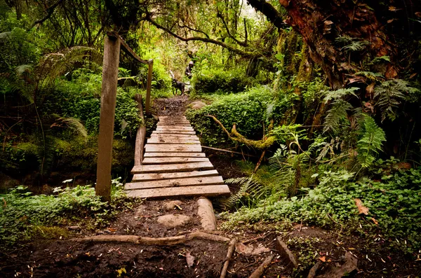 Narrow old wooden bridge — Stock Photo, Image