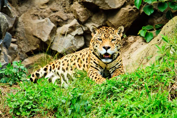 Jaguar descansando después de alimentarse — Foto de Stock