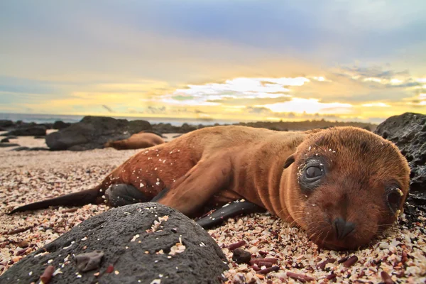 Dziecko lew morski na Wyspach galapagos, odpoczynek — Zdjęcie stockowe