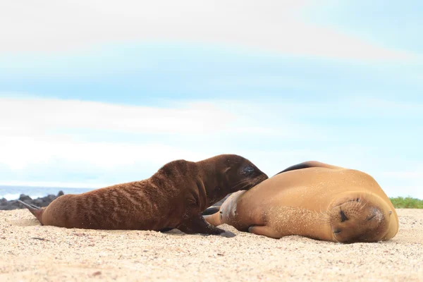 Seelöwenbaby stillt mit Mutter — Stockfoto