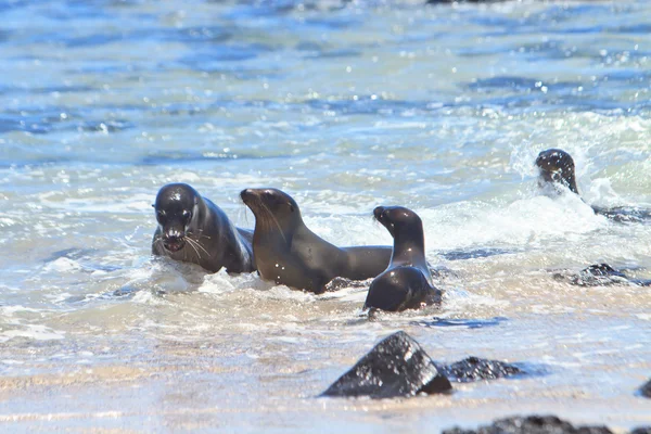 Familia León Marino — Foto de Stock