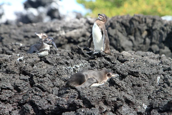 Οικογένεια πιγκουίνος στις άγρια περιοχές, Νησιά Γκαλαπάγκος — Φωτογραφία Αρχείου