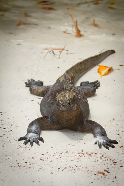 Leguan på stranden — Stockfoto