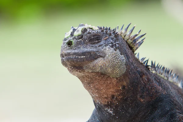 Iguana marina sulla spiaggia sfondo naturale — Foto Stock