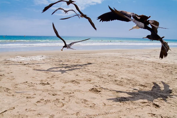 Seagulls chasing for a meal — Stock Photo, Image
