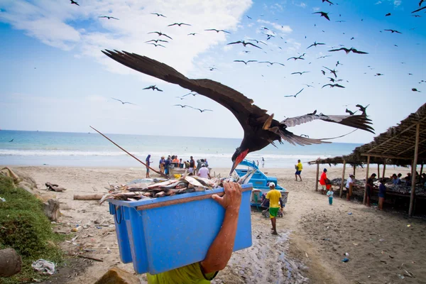 Gaivota rouba peixe de pescador — Fotografia de Stock