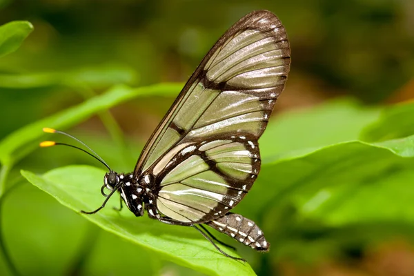 Papillon posant sur l'herbe — Photo