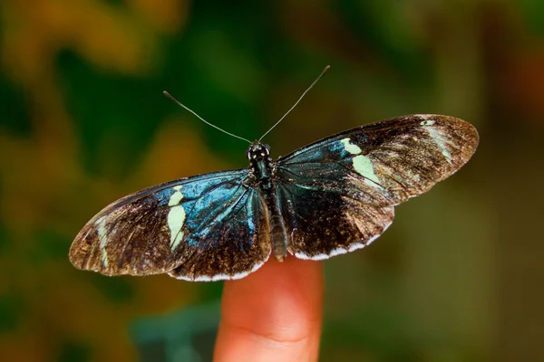 Butterfly sitting on finger, natural background — Stock Photo, Image