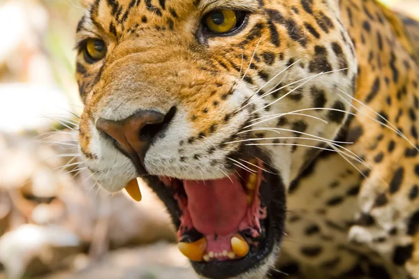 Ревущий ягуар — стоковое фото