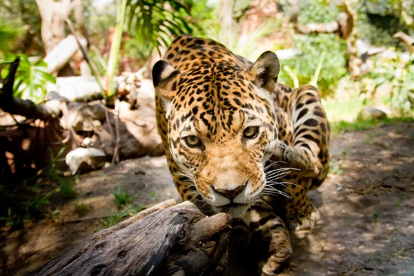 Duży męski jaguar skoki do aparatu — Zdjęcie stockowe