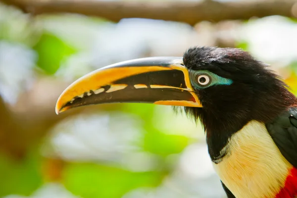 O tucano descansando com fundo da natureza — Fotografia de Stock