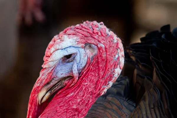 Thanksgiving Turkije tom close-up portret — Stockfoto