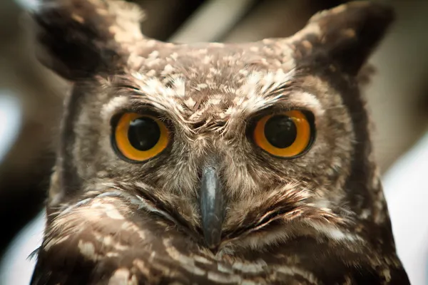 owl portrait staring at camera close up