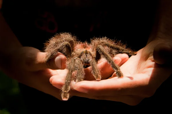 Гигантский паук Тарантул ходит по рукам человека. — стоковое фото