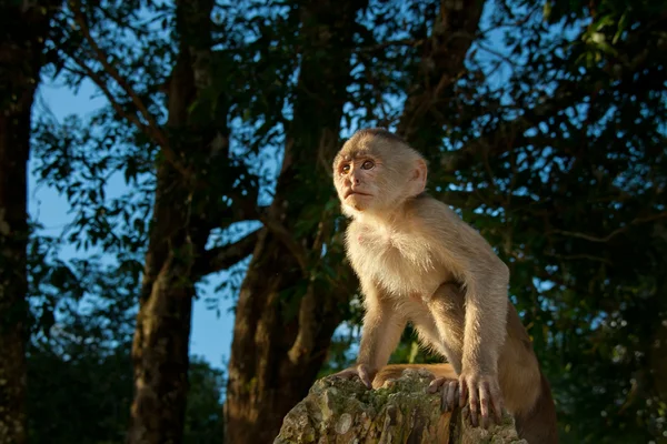 Pequeño mono capuchino en la naturaleza protagonizada por el atardecer — Foto de Stock