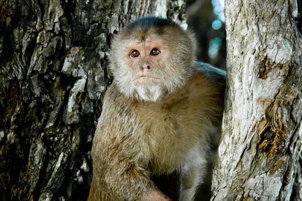 Close up portrait of staring old monkey