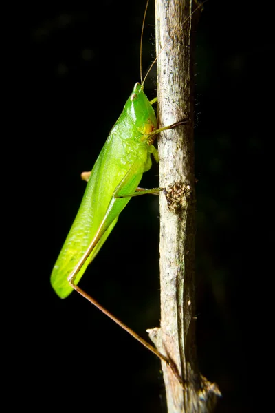 Green insect grasshopper on a branch — Stock Photo, Image