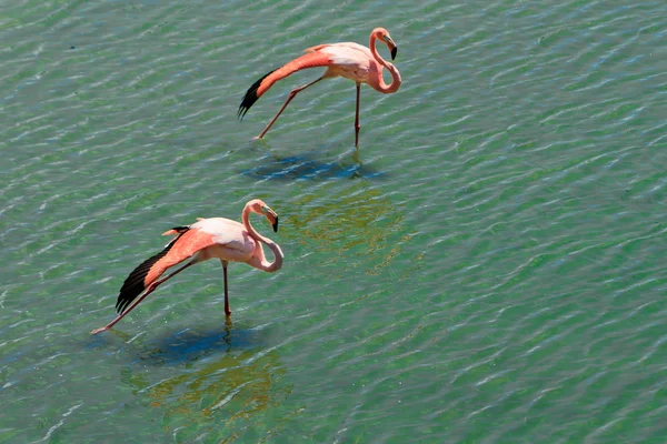 Casal amoroso de flamingos rosa — Fotografia de Stock