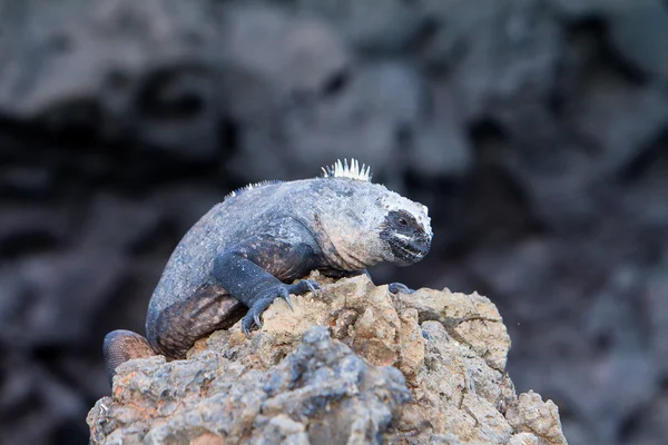 Hässlicher Leguan von den Galapagos-Inseln — Stockfoto