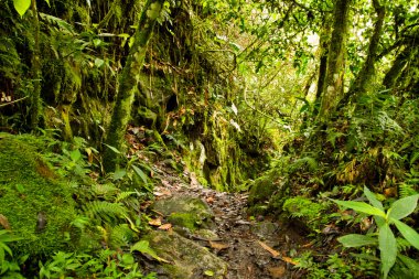 tropikal yağmur ormanları Milli Parkı, ecuador