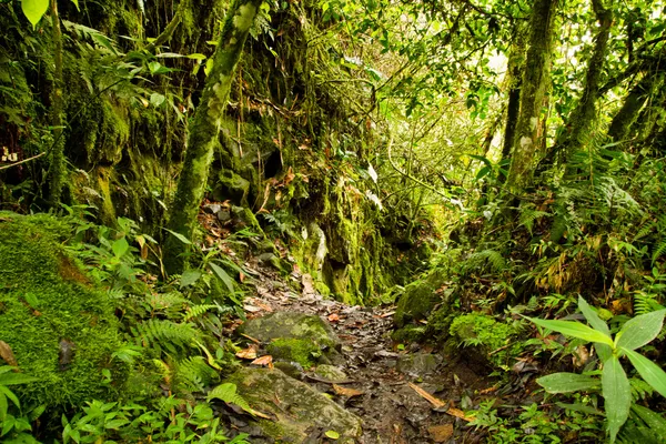 Tropisch regenwoud in het nationaal park, ecuador — Stockfoto