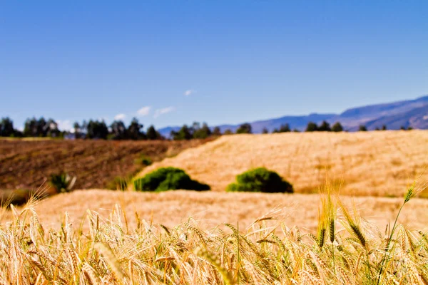 Summer Landscape with crops Field and Clouds — Stock Photo, Image