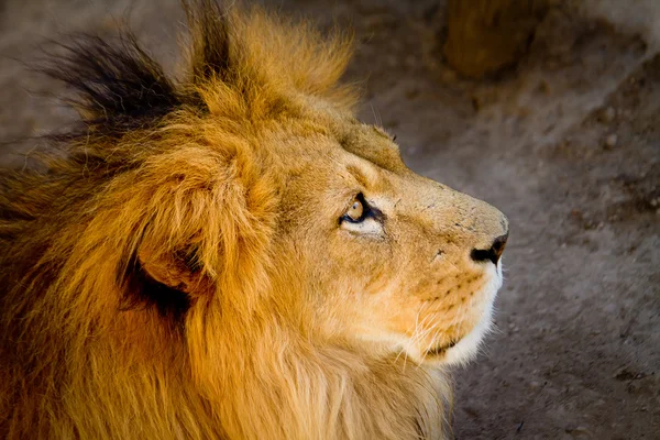 Perfil de um leão africano descontraído — Fotografia de Stock