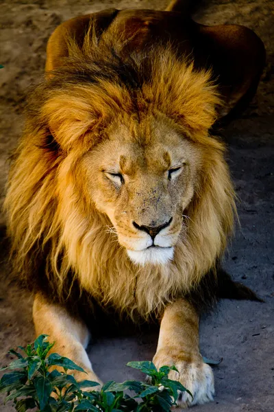 El león duerme esta noche — Foto de Stock