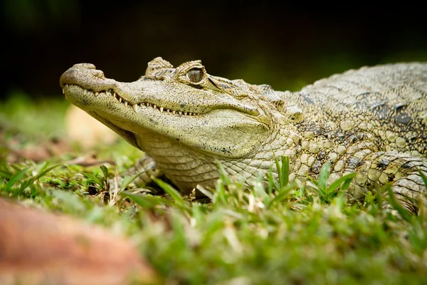 Crocodilo é entre terra e água — Fotografia de Stock