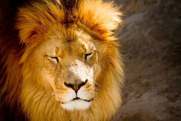 Närbild av ett lejon-porträtt — Stockfoto