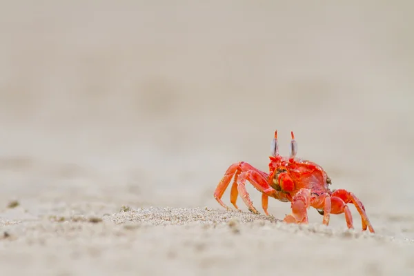 Krabbe spiser på stranden nær – stockfoto