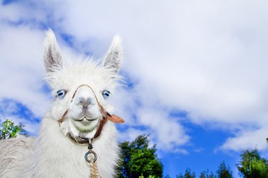 Lama mavi skyes ve ufuk ile