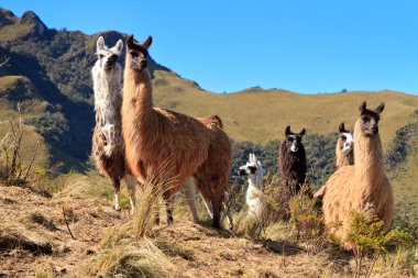 Alpacas at the Pasochoa volcano, Ecuador