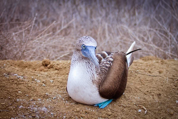 Blue-footed Booby, Isla de la Plata, Ecuador — Stock Photo, Image