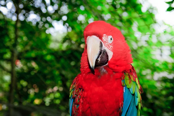 Red Macaw head close-up — Stock Photo, Image