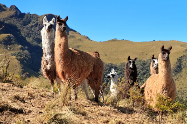 Alpackor på pasochoa vulkanen, ecuador — Stockfoto