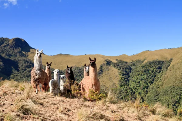 South America Alpaca and llama,Pasochoa Ecuador — Stock Photo, Image