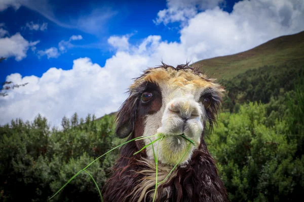 Портрет плюющейся ламы — стоковое фото