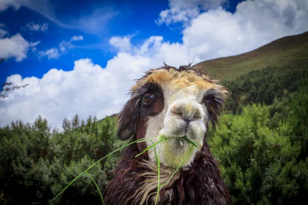 Retrato de llama escupiendo — Foto de Stock