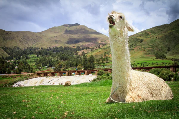 Portrait of a lama on farm. — Stock Photo, Image