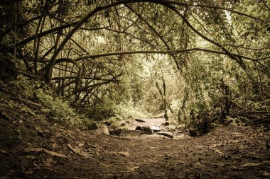 perili Halloween forrest