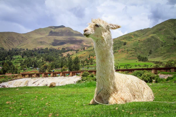 Alpaca — Stockfoto