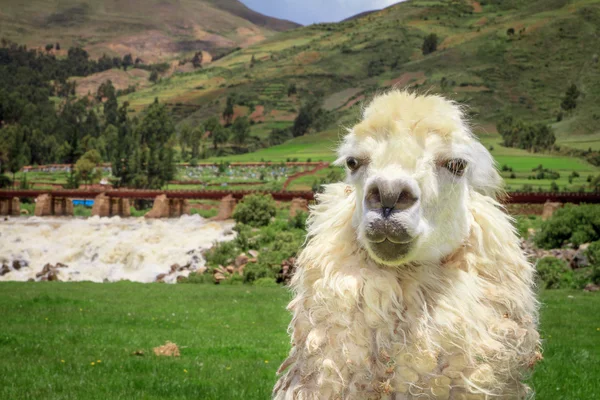 Fechar de uma cabeça de alpacas branca — Fotografia de Stock