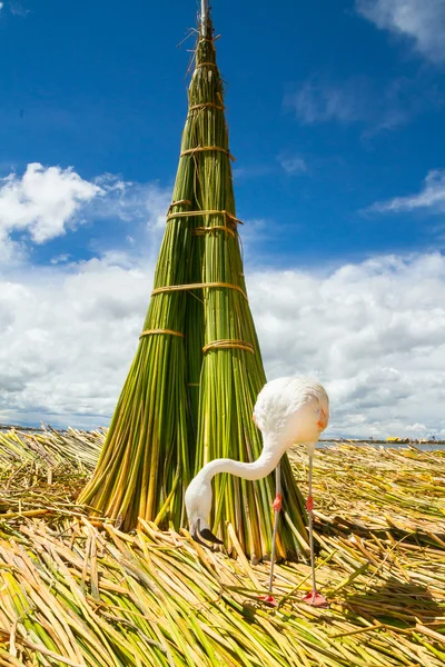 Vit flamingo på öarna uros peru — Stockfoto