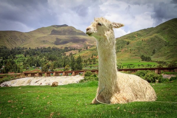 Portrait of a lama on farm. — Stock Photo, Image