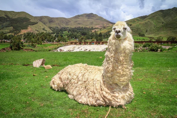 Portret van een lama op boerderij. — Stockfoto