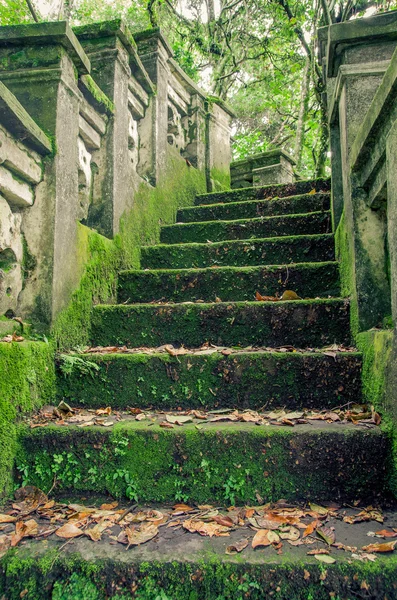 Πέτρα forrest σκάλες — Φωτογραφία Αρχείου