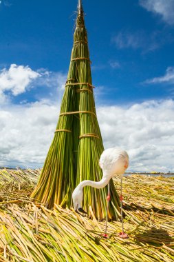 Beyaz flamingo peru uros Adaları